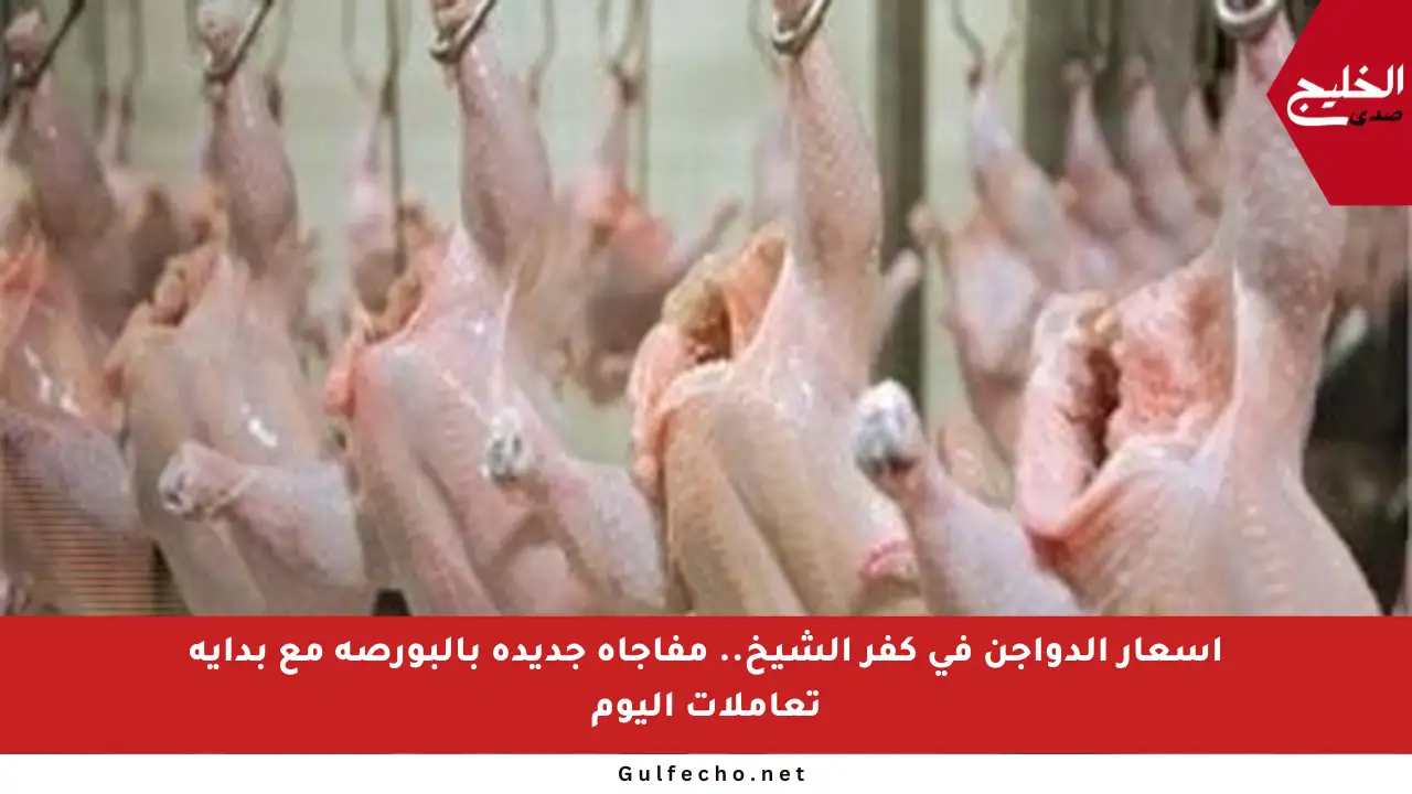 أسعار الدواجن في كفر الشيخ.. مفاجأة جديدة بالبورصة مع بداية تعاملات اليوم